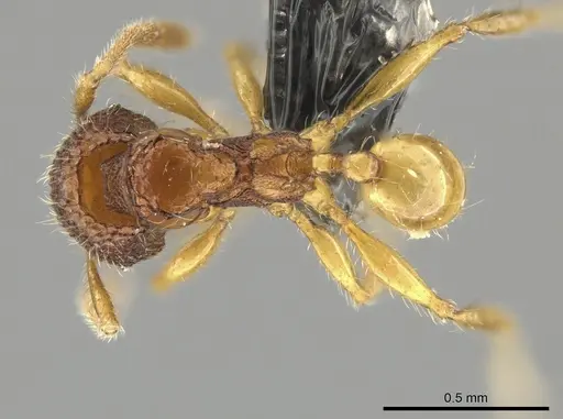 Pheidole microps specimen CASENT0650028 image casent0650028_1