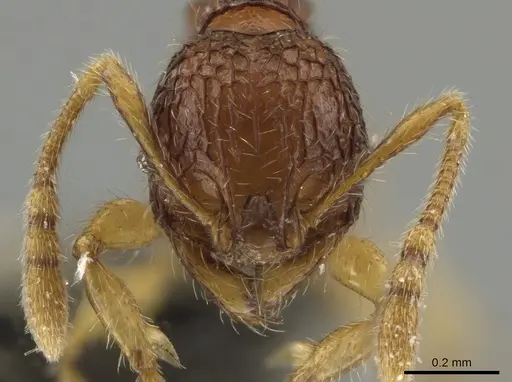 Pheidole microps specimen CASENT0650028 image casent0650028_2