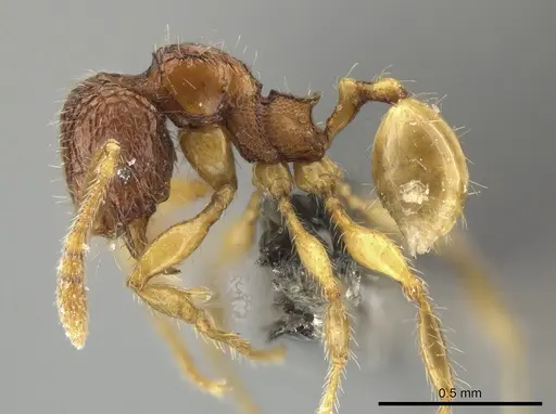 Pheidole microps specimen CASENT0650028 image casent0650028_3