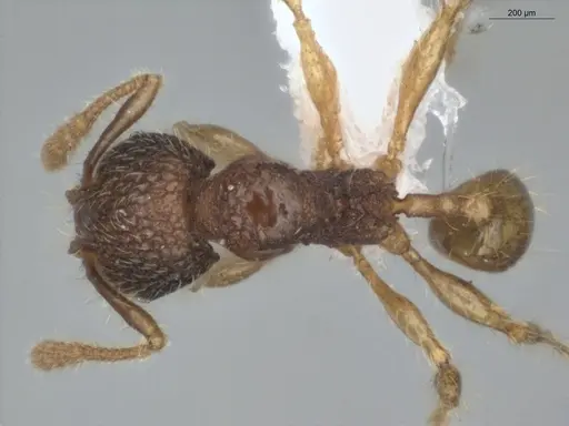 Pheidole microps specimen ECOFOG-IT14-0149-15 image ecofog-it14-0149-15_1