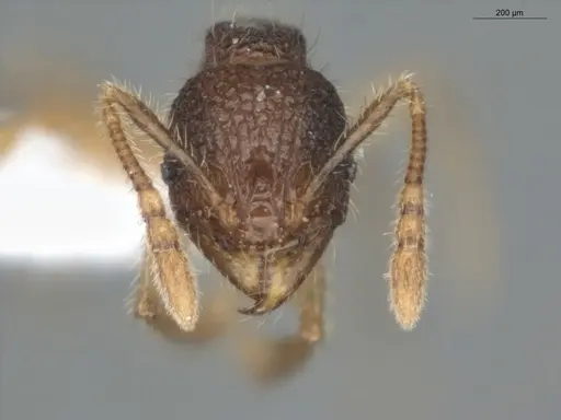 Pheidole microps specimen ECOFOG-IT14-0149-15 image ecofog-it14-0149-15_2