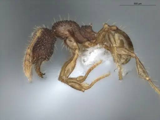 Pheidole microps specimen ECOFOG-IT14-0149-15 image ecofog-it14-0149-15_3