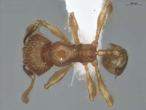 Pheidole microps specimen ECOFOG-IT14-0801-32 image ecofog-it14-0801-32_1