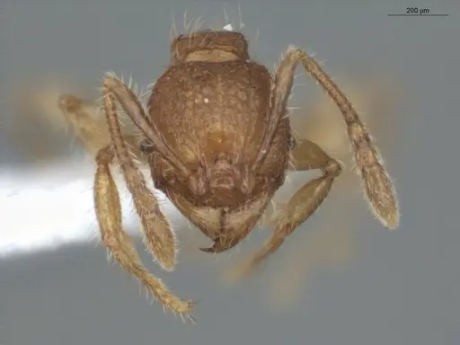 Pheidole microps specimen ECOFOG-IT14-0801-32 image ecofog-it14-0801-32_2