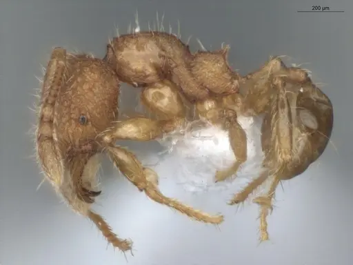 Pheidole microps specimen ECOFOG-IT14-0801-32 image ecofog-it14-0801-32_3