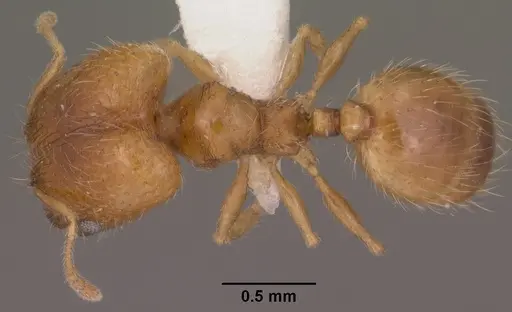 Pheidole micula specimen CASENT0102882 image casent0102882_1