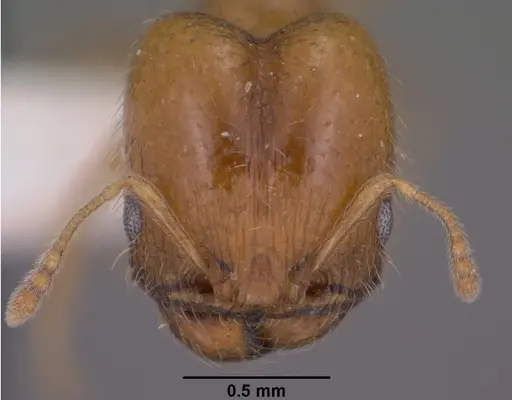 Pheidole micula specimen CASENT0102882 image casent0102882_2