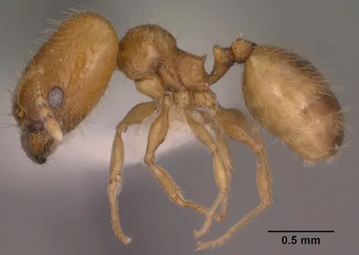 Pheidole micula specimen CASENT0102882 image casent0102882_3