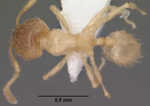 Pheidole micula specimen CASENT0102883 image casent0102883_1