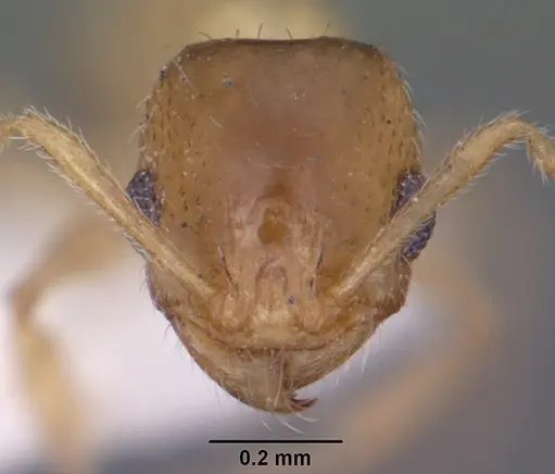 Pheidole micula specimen CASENT0102883 image casent0102883_2