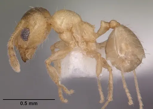 Pheidole micula specimen CASENT0102883 image casent0102883_3