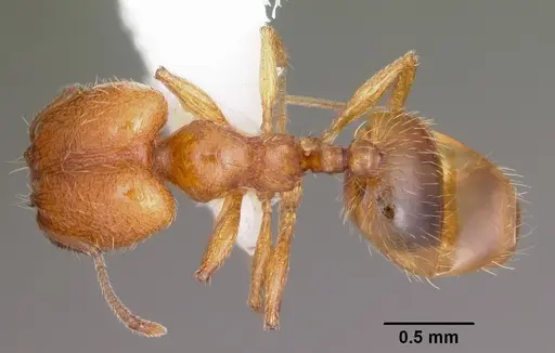 Pheidole micula specimen CASENT0104940 image casent0104940_1