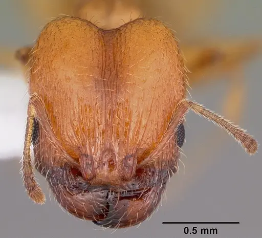 Pheidole micula specimen CASENT0104940 image casent0104940_2