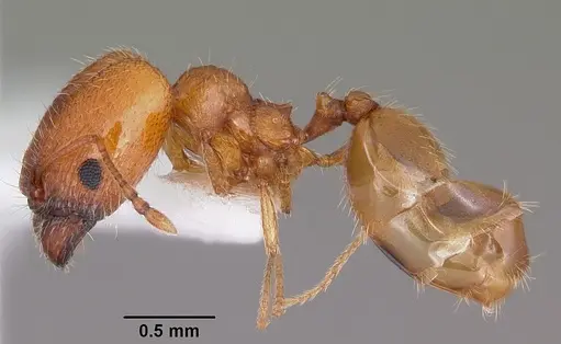 Pheidole micula specimen CASENT0104940 image casent0104940_3