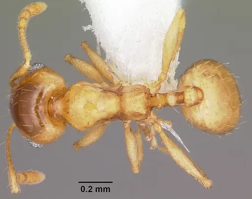 Pheidole micula specimen CASENT0104941 image casent0104941_1