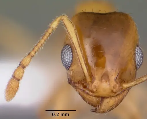 Pheidole micula specimen CASENT0104941 image casent0104941_2