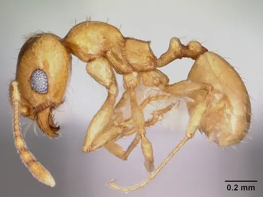 Pheidole micula specimen CASENT0104941 image casent0104941_3