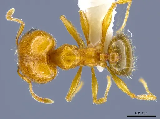Pheidole micula specimen CASENT0637257 image casent0637257_1