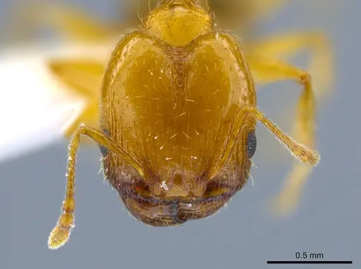 Pheidole micula specimen CASENT0637257 image casent0637257_2