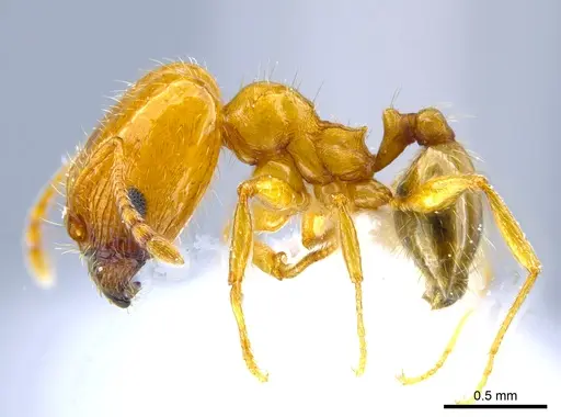 Pheidole micula specimen CASENT0637257 image casent0637257_3