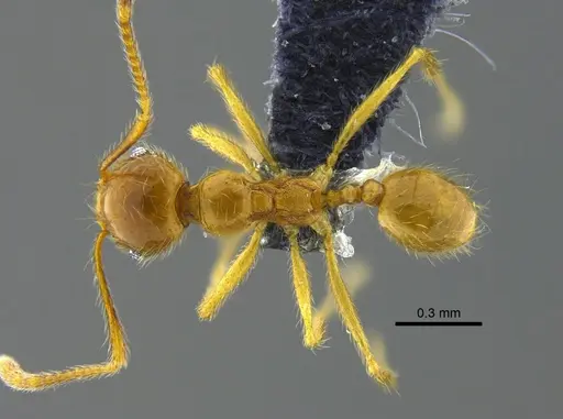 Pheidole midas specimen CBUMAGENT42023 image cbumagent42023_1