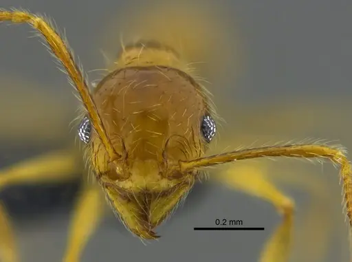 Pheidole midas specimen CBUMAGENT42023 image cbumagent42023_2