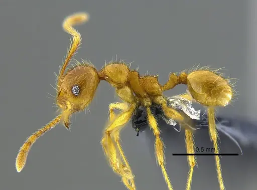 Pheidole midas specimen CBUMAGENT42023 image cbumagent42023_3