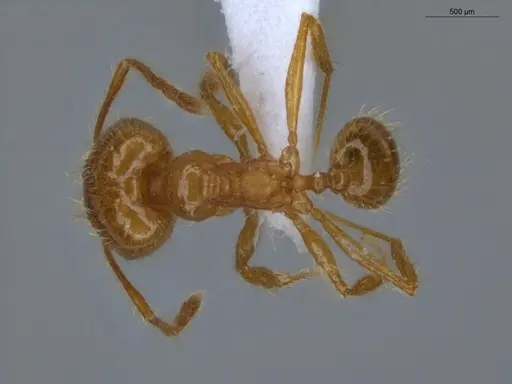 Pheidole midas specimen ECOFOG-IT14-0802-73-S image ecofog-it14-0802-73-s_1