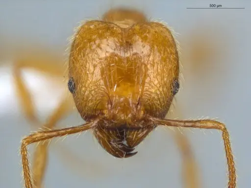 Pheidole midas specimen ECOFOG-IT14-0802-73-S image ecofog-it14-0802-73-s_2
