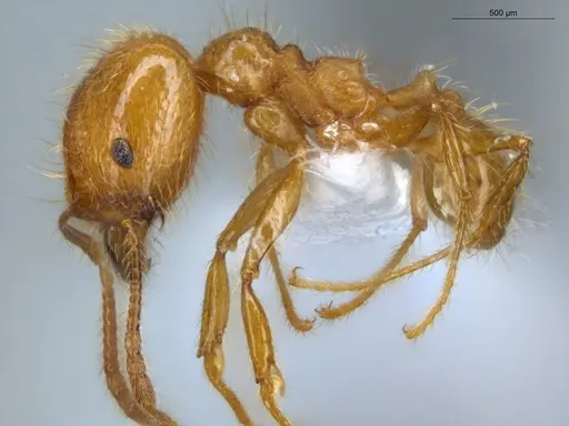Pheidole midas specimen ECOFOG-IT14-0802-73-S image ecofog-it14-0802-73-s_3