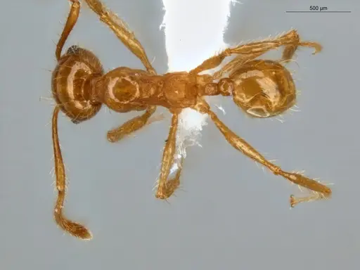 Pheidole midas specimen ECOFOG-IT14-0802-73 image ecofog-it14-0802-73_1