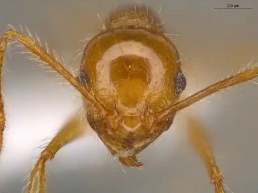 Pheidole midas specimen ECOFOG-IT14-0802-73 image ecofog-it14-0802-73_2