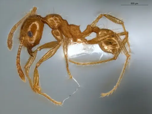 Pheidole midas specimen ECOFOG-IT14-0802-73 image ecofog-it14-0802-73_3