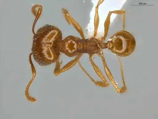 Pheidole midas specimen ECOFOG-SL13-1367-03-S image ecofog-sl13-1367-03-s_1