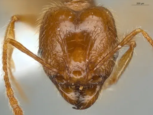 Pheidole midas specimen ECOFOG-SL13-1367-03-S image ecofog-sl13-1367-03-s_2