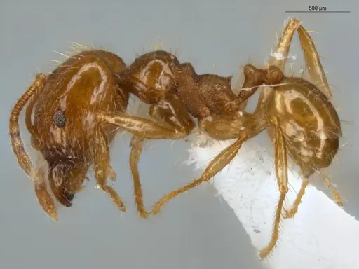 Pheidole midas specimen ECOFOG-SL13-1367-03-S image ecofog-sl13-1367-03-s_3