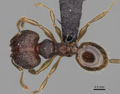 Pheidole midongy specimen CASENT0119419 image casent0119419_1