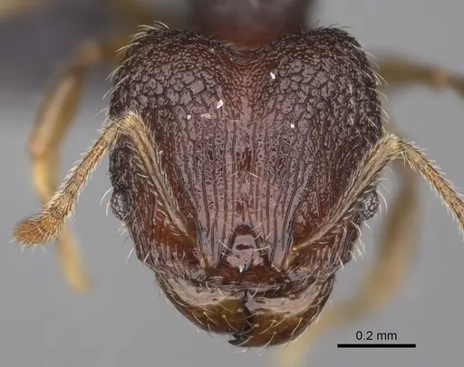 Pheidole midongy specimen CASENT0119419 image casent0119419_2
