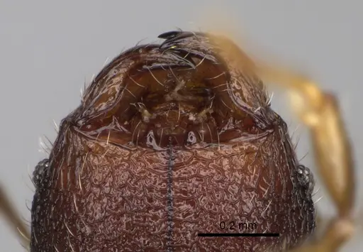 Pheidole midongy specimen CASENT0119419 image casent0119419_3