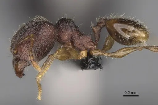 Pheidole midongy specimen CASENT0119419 image casent0119419_4