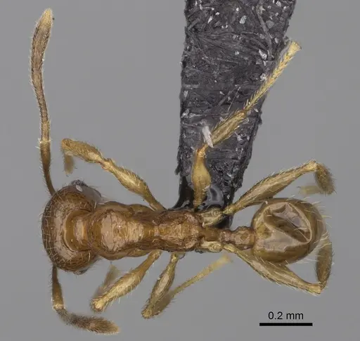 Pheidole midongy specimen CASENT0923275 image casent0923275_1