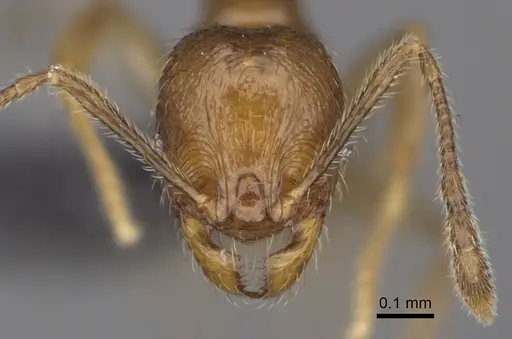 Pheidole midongy specimen CASENT0923275 image casent0923275_2