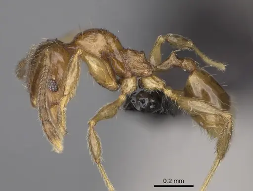 Pheidole midongy specimen CASENT0923275 image casent0923275_3