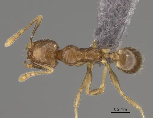 Pheidole mikros specimen CASENT0261101 image casent0261101_1