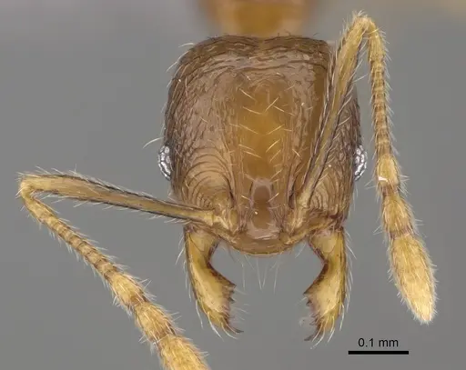 Pheidole mikros specimen CASENT0261101 image casent0261101_2