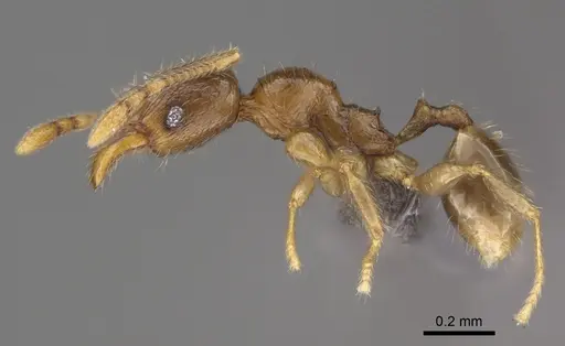 Pheidole mikros specimen CASENT0261101 image casent0261101_3
