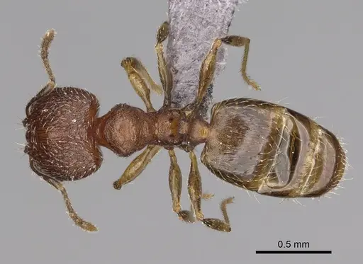 Pheidole mikros specimen CASENT0923271 image casent0923271_1