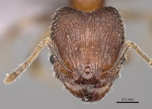 Pheidole mikros specimen CASENT0923271 image casent0923271_2