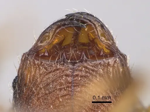 Pheidole mikros specimen CASENT0923271 image casent0923271_3