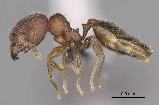 Pheidole mikros specimen CASENT0923271 image casent0923271_4